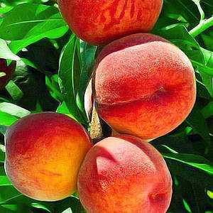 Преимущества ранних сортов персика