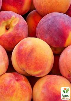 Основные болезни ранних сортов персика