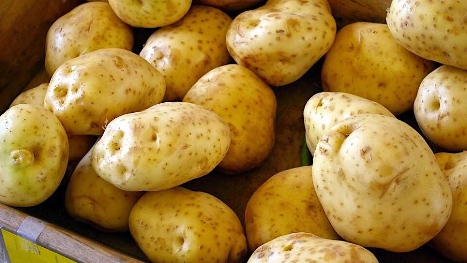 Разнообразие рассыпчатых сортов картофеля