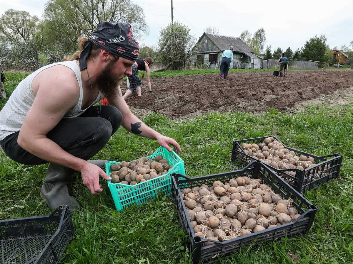 3. Большой картофель