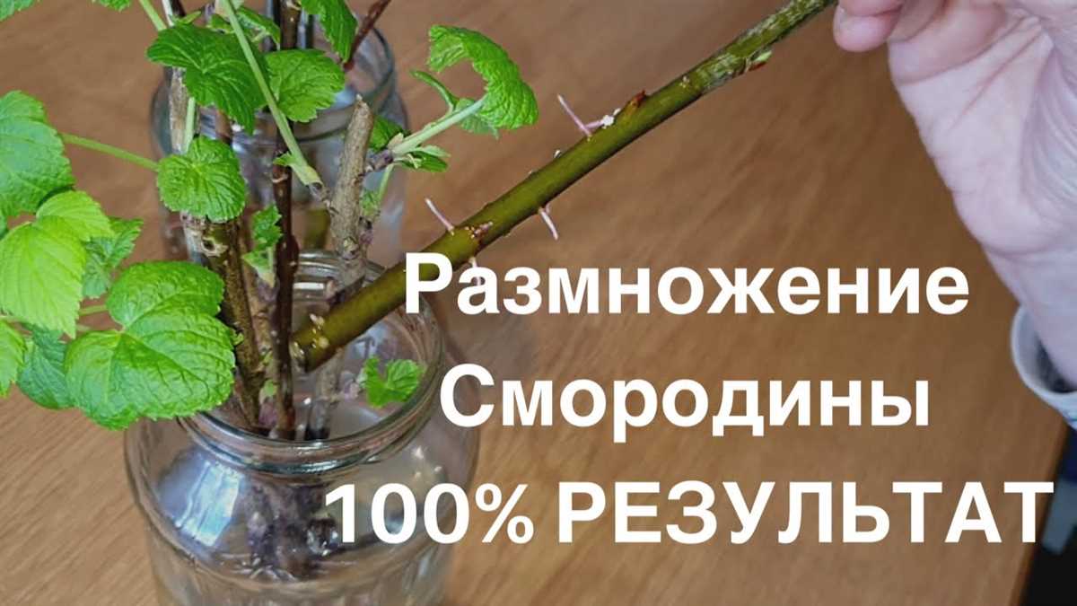 1. Легкость размножения