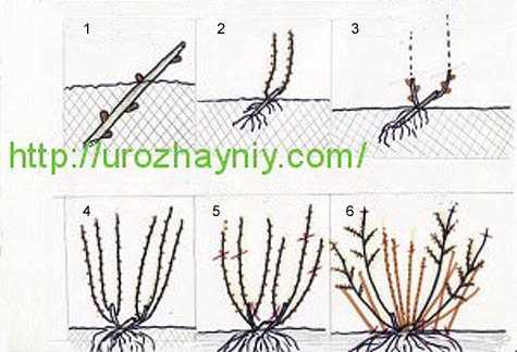 Как размножается черная смородина черенками