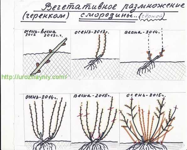 Полив