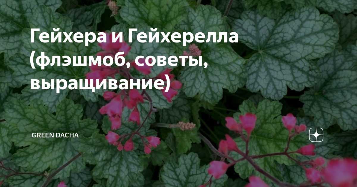 Как размножить гейхеру делением куста: шаг за шагом