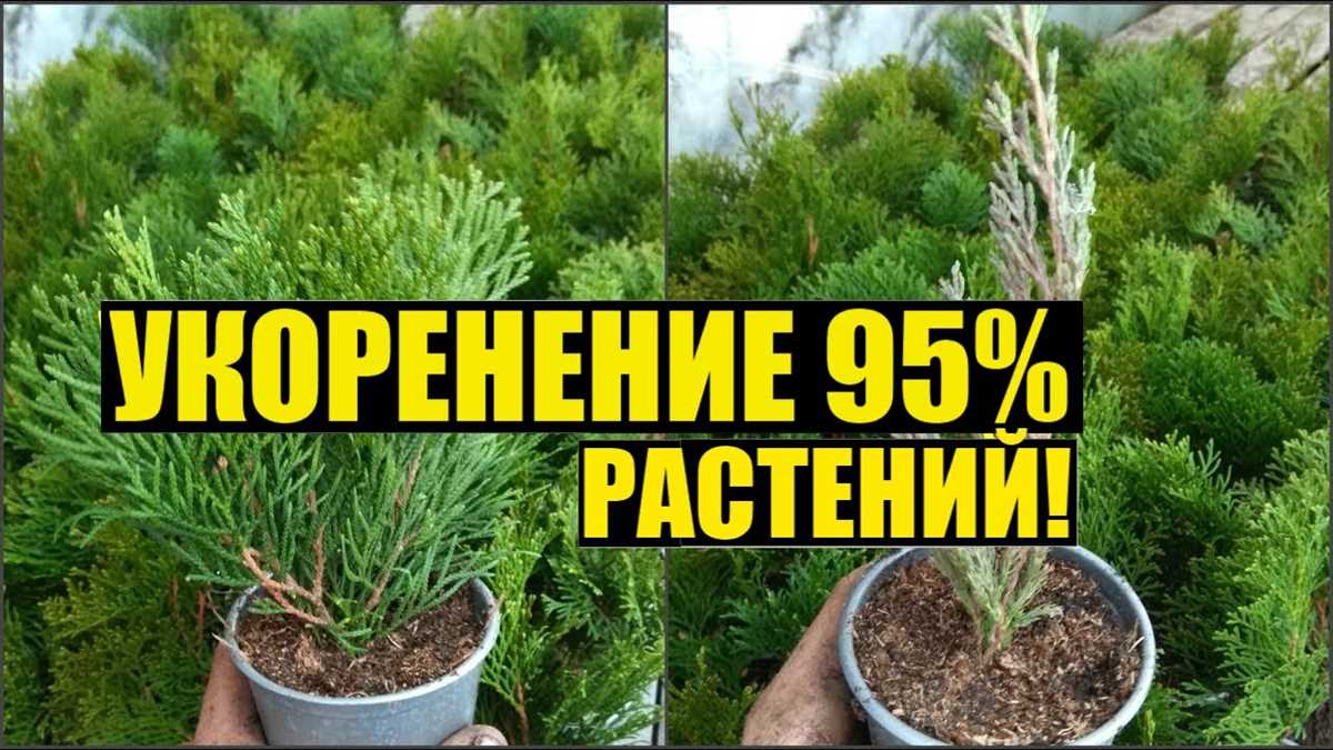 Выбор растения и подготовка почвы