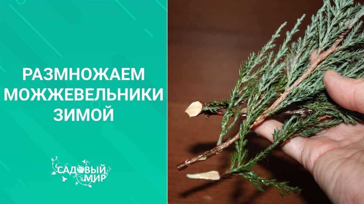 Посадка черенков в открытый грунт