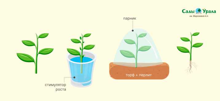 Шаг 1: Подготовка почвы