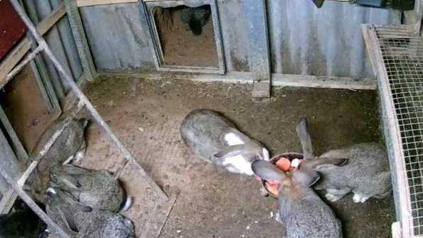 Условия содержания кроликов в яме