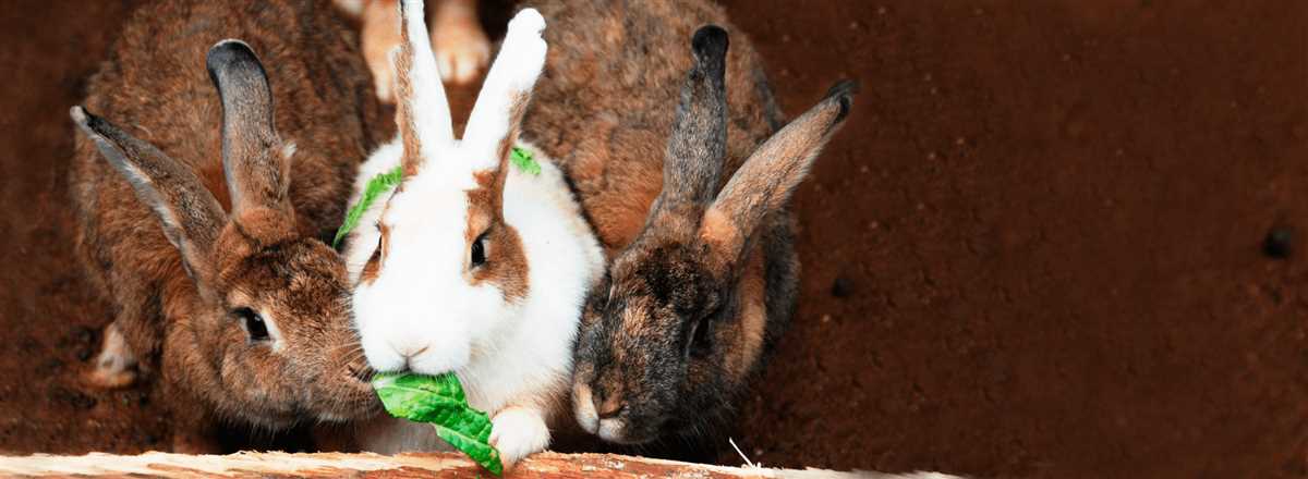 Преимущества разведения кроликов в яме