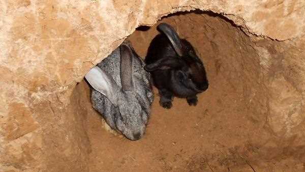 Требования к содержанию кроликов в яме