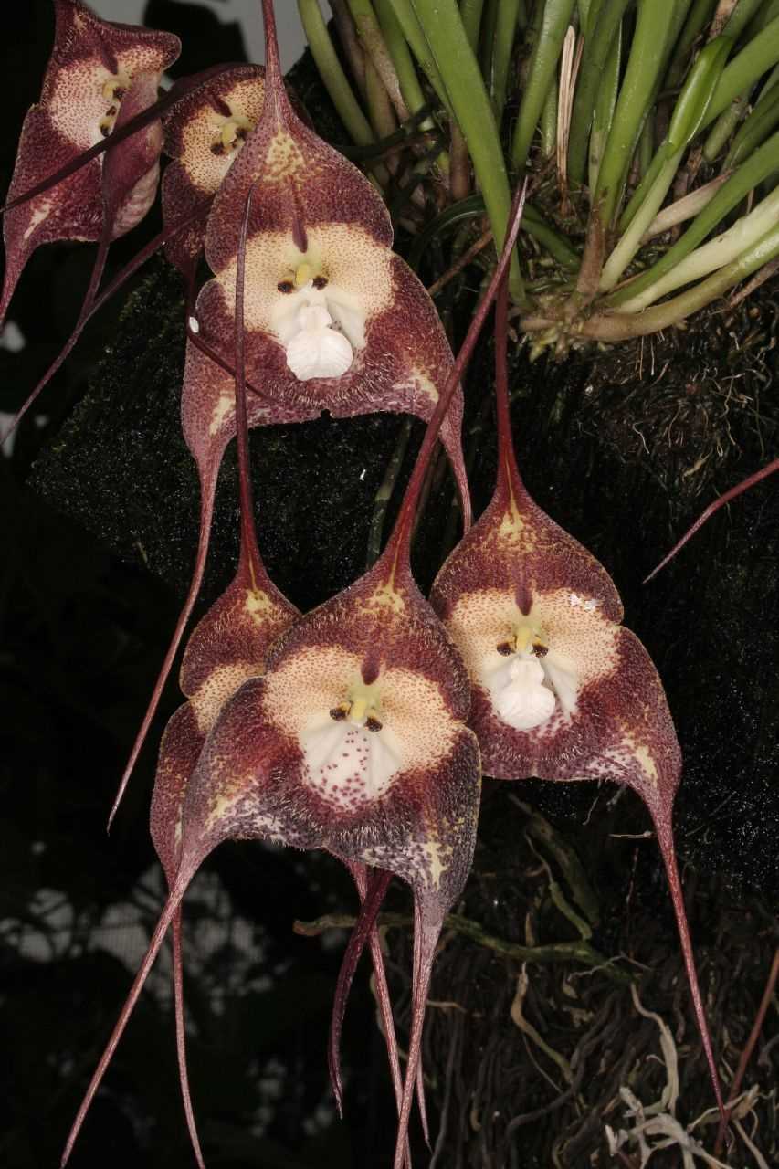 Описание бесцветной орхидеи