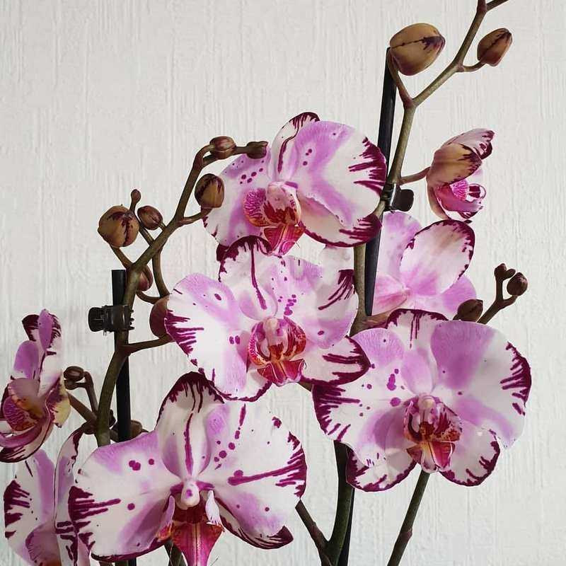 Бесцветная орхидея