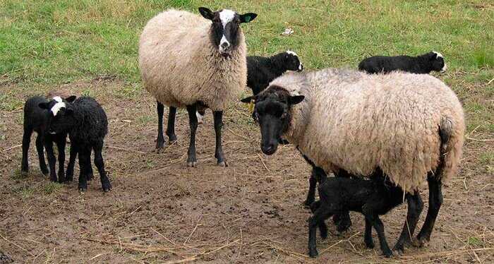 Особенности Романовской породы овец