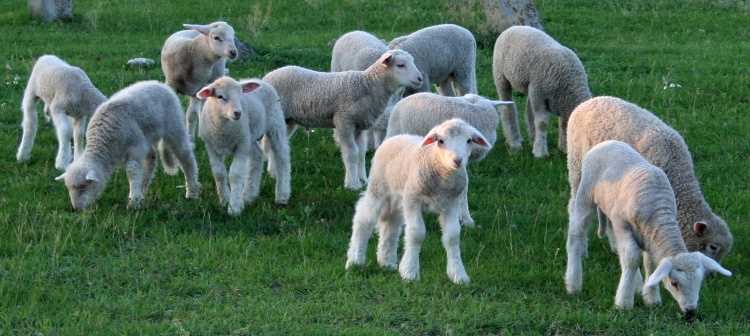 Типичные характеристики поведения Ромни-марш овец
