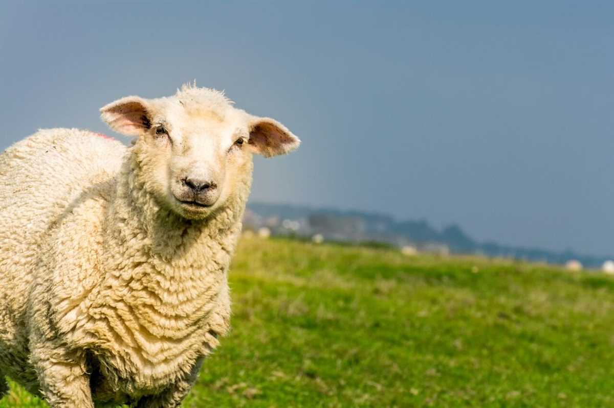 Шерсть и её особенности у Ромни-марш овец