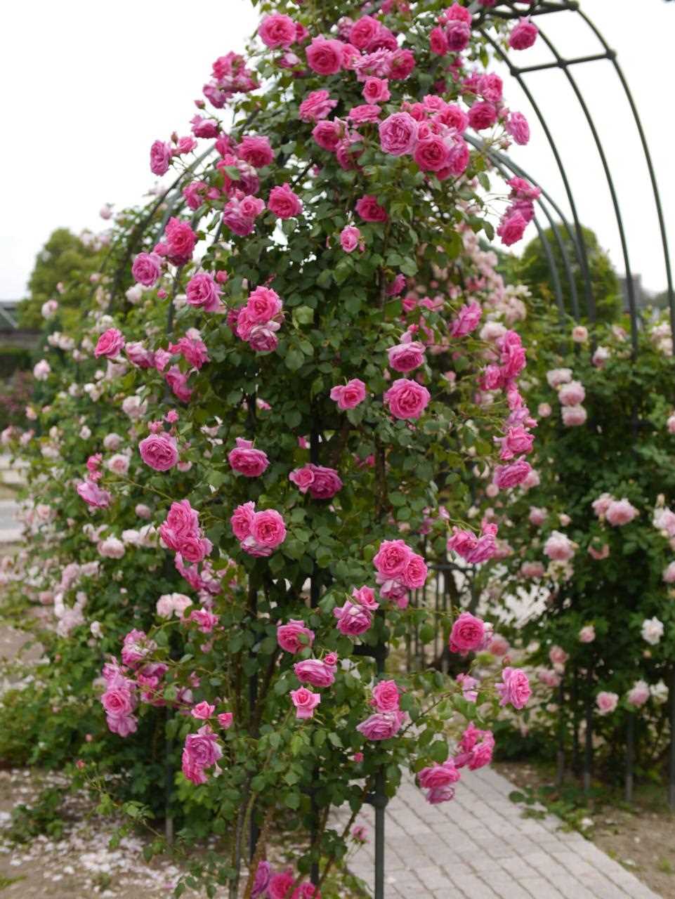 Популярность розы Парад в садоводстве