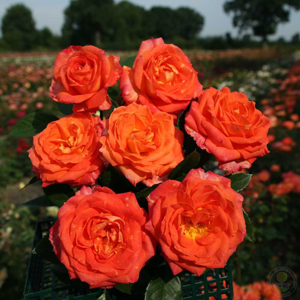 Как сохранить свежесть и красоту розы «Нью-Джерси»