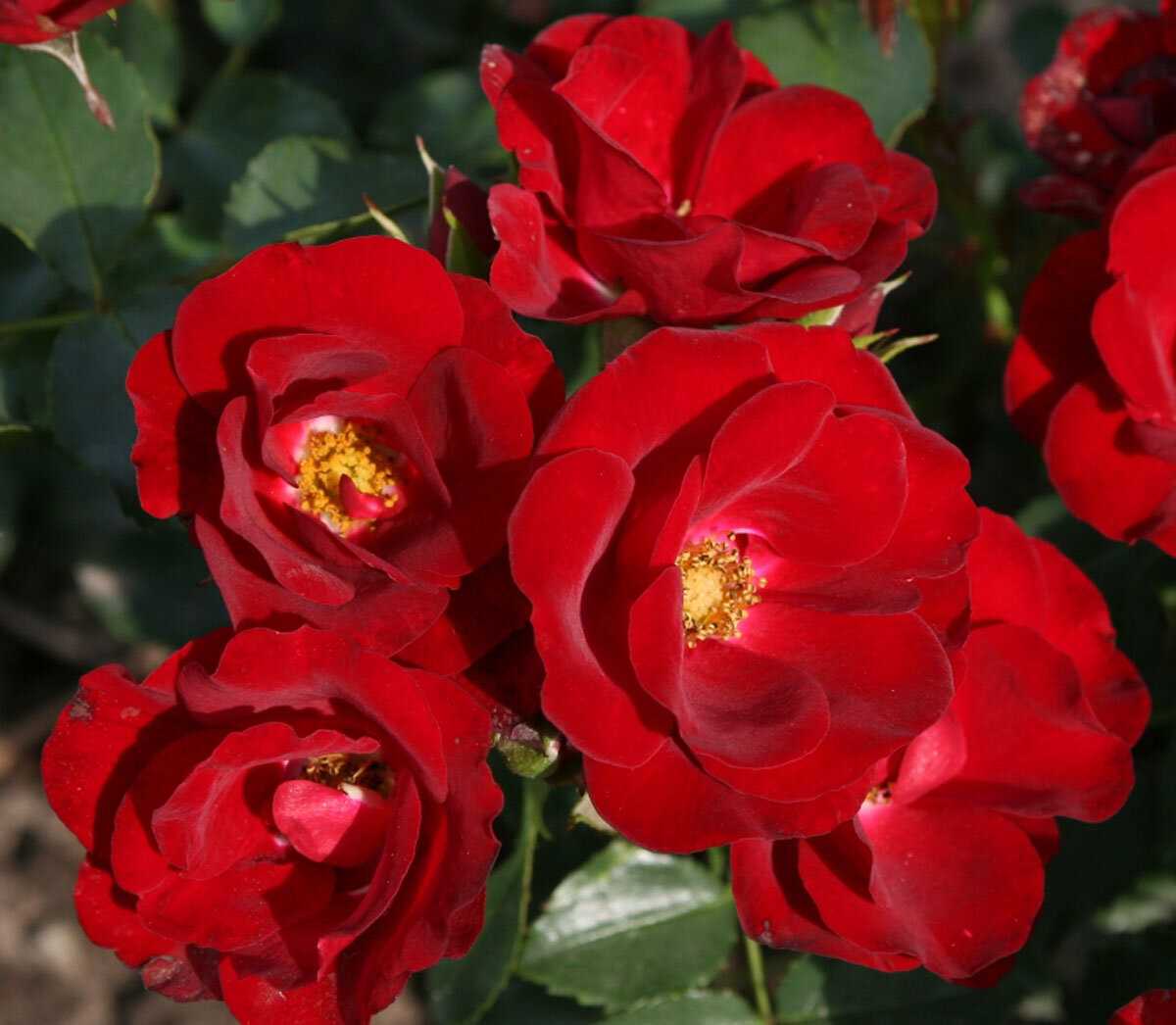 Розы «Нью-Джерси»: красота и уникальность