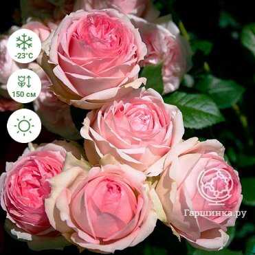 Питомник «Тантау»: особенности выращивания роз