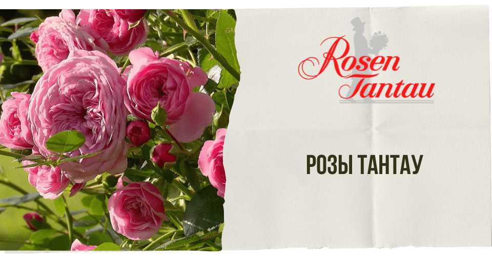 Выбор сортов роз от питомника «Тантау»