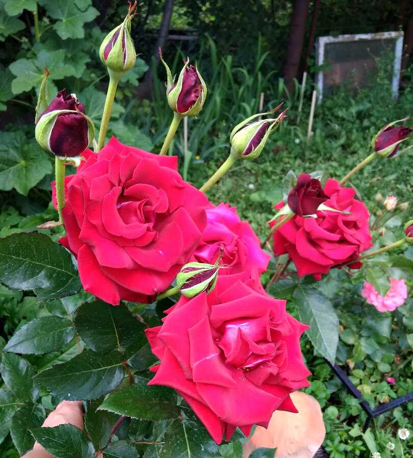 Обрезка роз: секреты продолжительного цветения