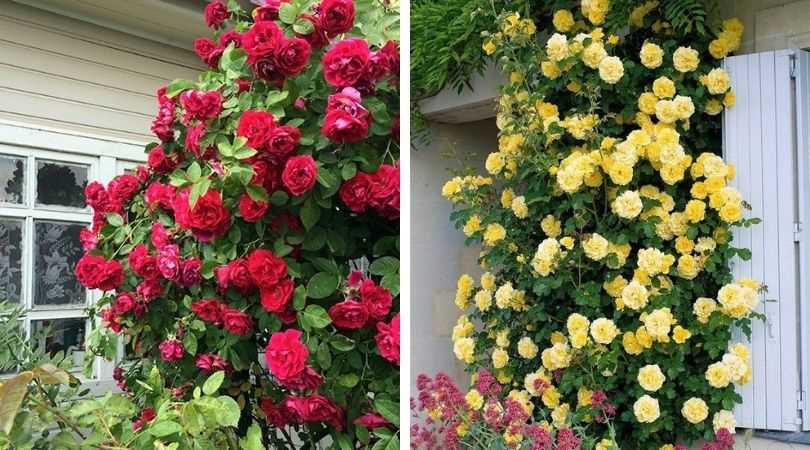 Почему розы цветут все лето: советы для садовода