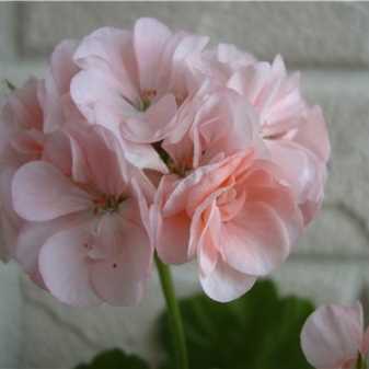 Уход за розовыми сортами герани