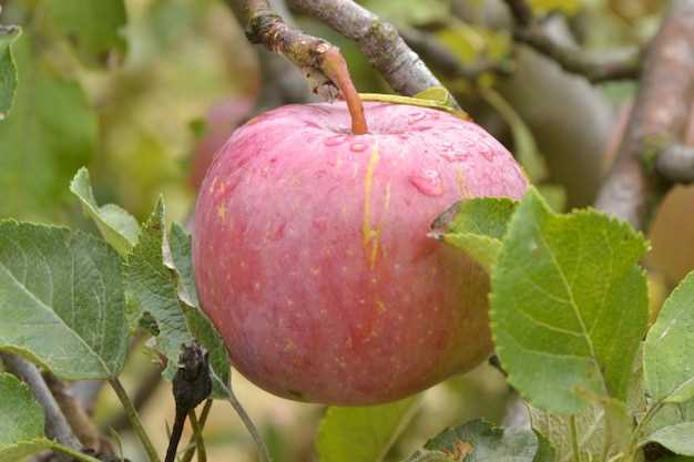 Натуральность розового яблока
