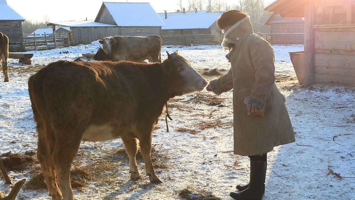 Другие преимущества симментальской породы коров: