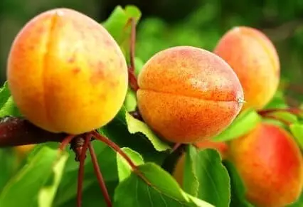Варианты компаньонов для посадки абрикоса