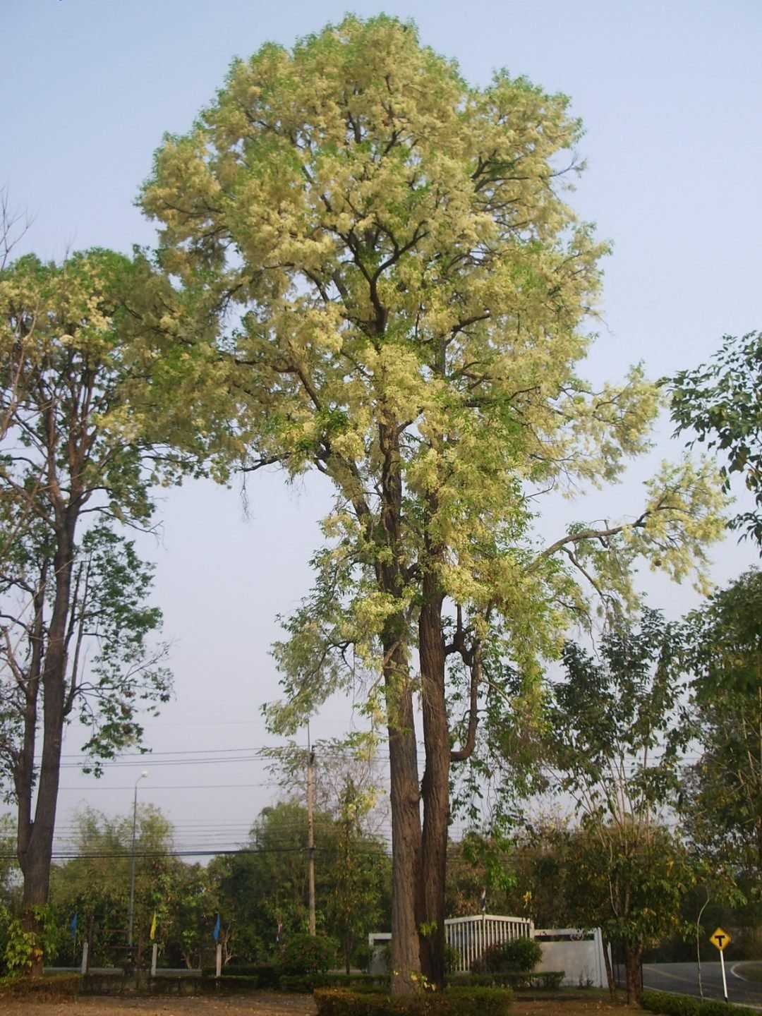 Саловое дерево и его место в экосистеме