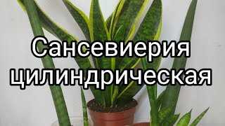 Правила ухода за сансевиерией цилиндрической