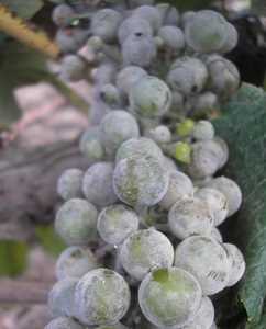 Лечение серого налета на винограде: