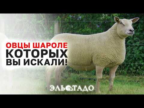 Характеристики шароле породы