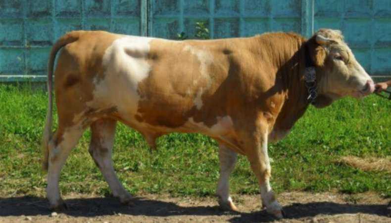 Особенности сычевской породы коров