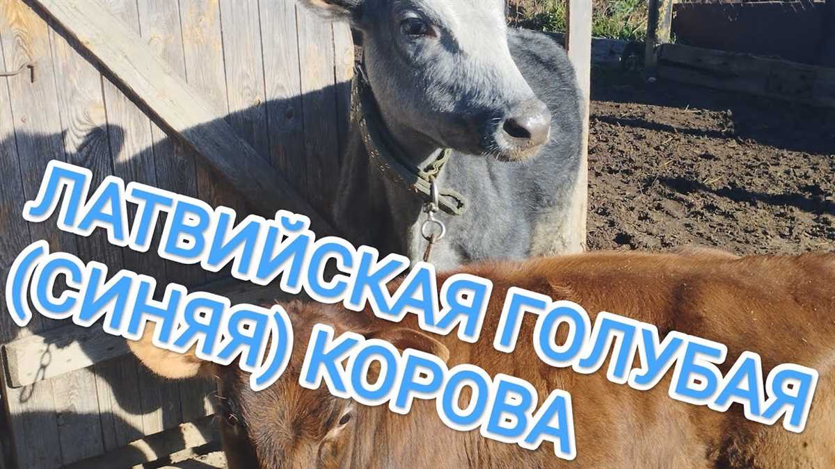 Особенности экстерьера и характера