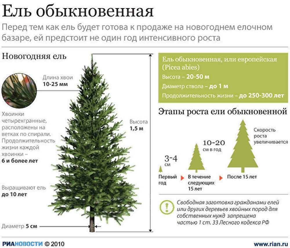 Время и условия влияют на рост ели