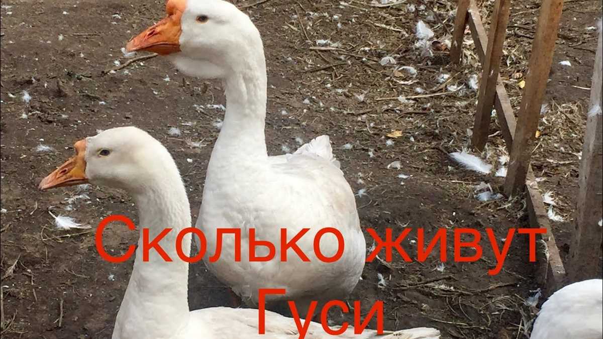 Погода