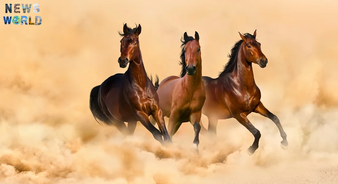 Сколько лет живут лошади в среднем?