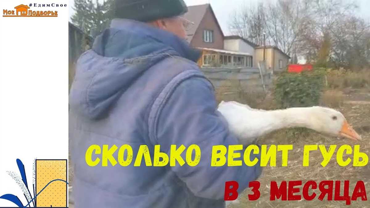 Взрослые гуси (от 3 месяцев)