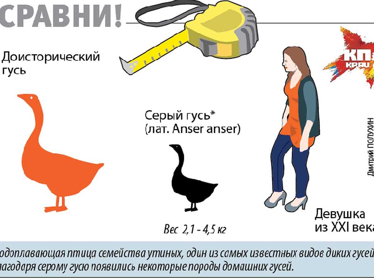 Зачем знать вес гуся?