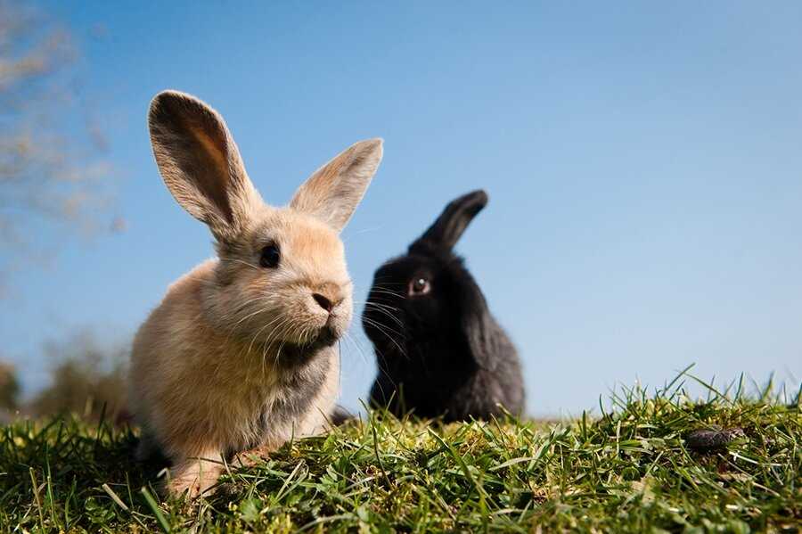 Факторы, влияющие на продолжительность жизни кроликов: