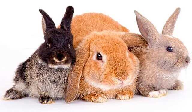 Влияние условий содержания на продолжительность жизни кроликов