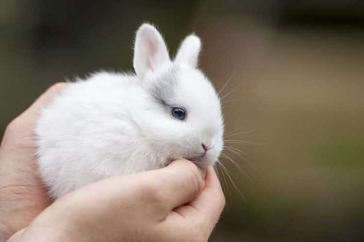 Средняя продолжительность жизни кроликов