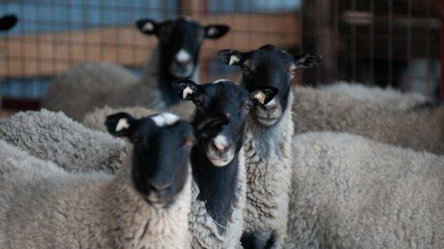 Ожидаемая продолжительность жизни овцы в разных породах
