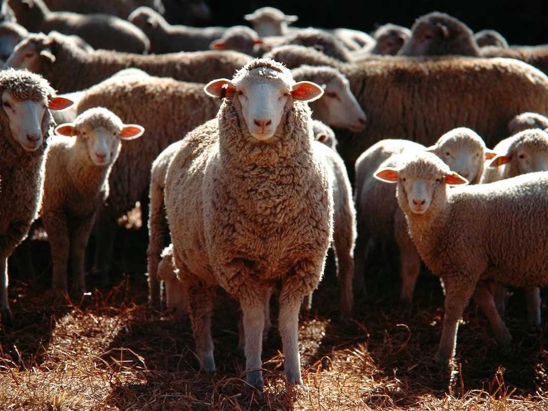 Как долго живут овцы в природе