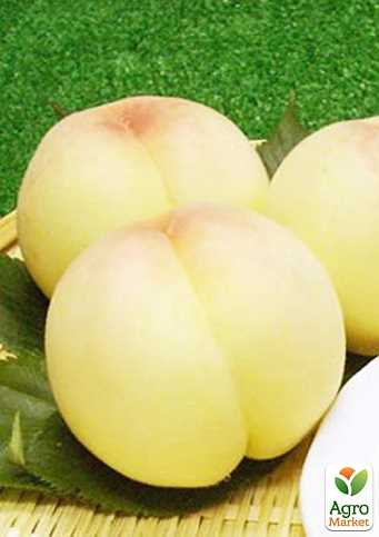 Светлый белый персик: лучшие сорта и сезон сбора