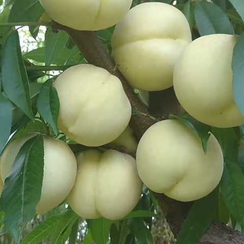 Популярные сорта белых персиков и факторы их выбора
