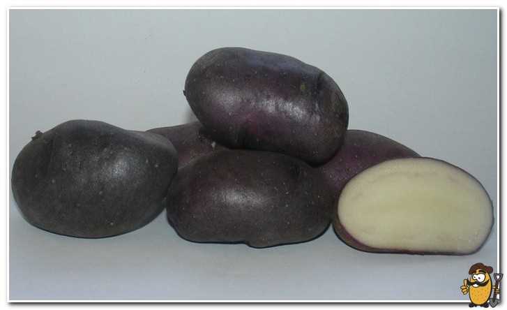 История черной картошки