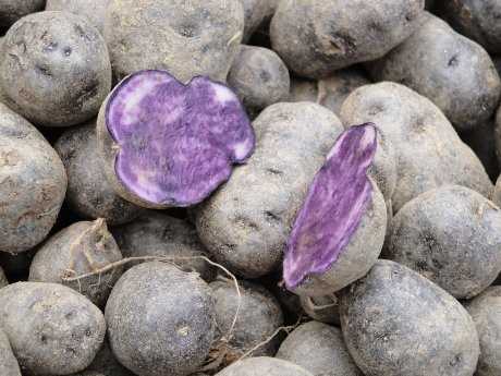 Происхождение черной картошки